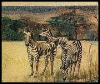 11 Zebra
